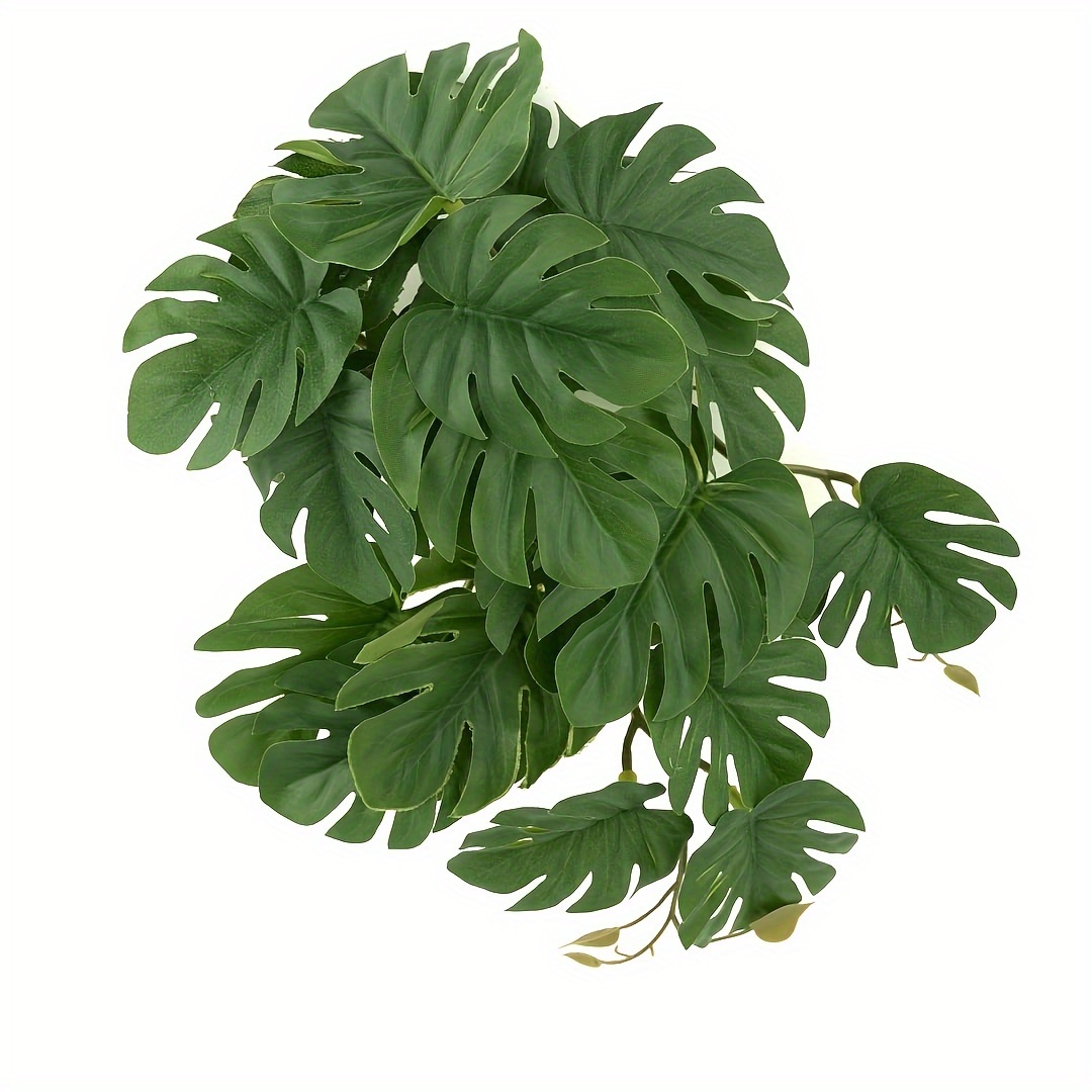 Reptile Plants for Terrarium A - Monstera Adansonii review and price