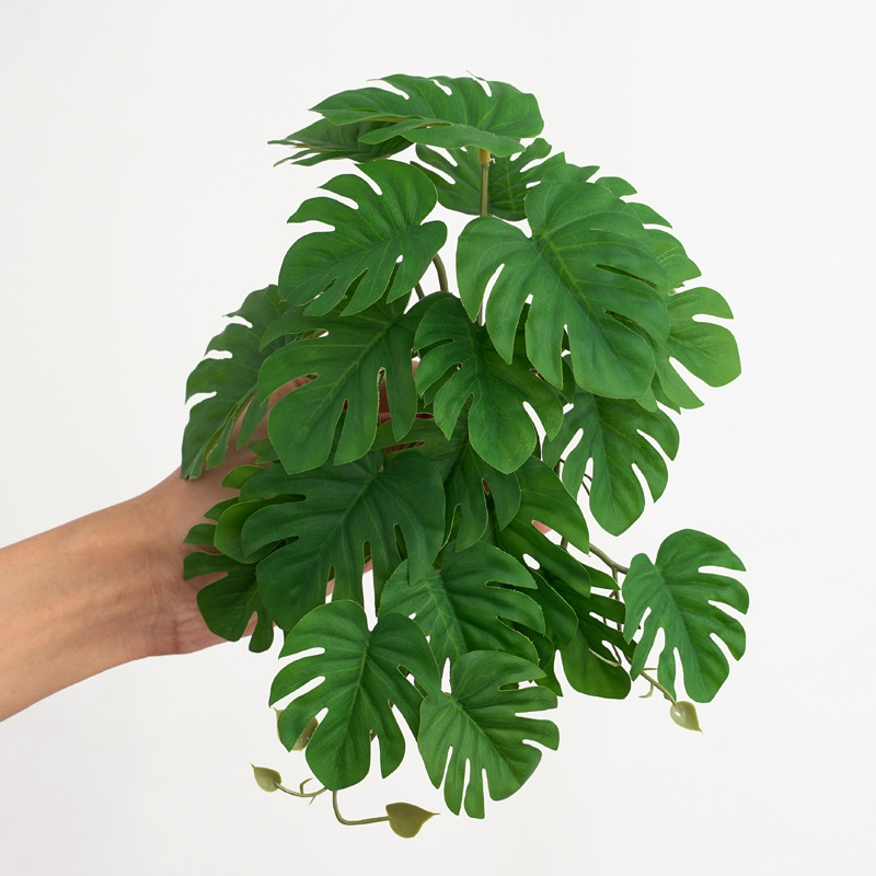 Reptile Plants for Terrarium A - Monstera Adansonii review and price
